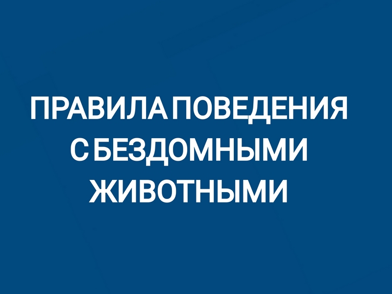 Правила поведения с бездомными животными.