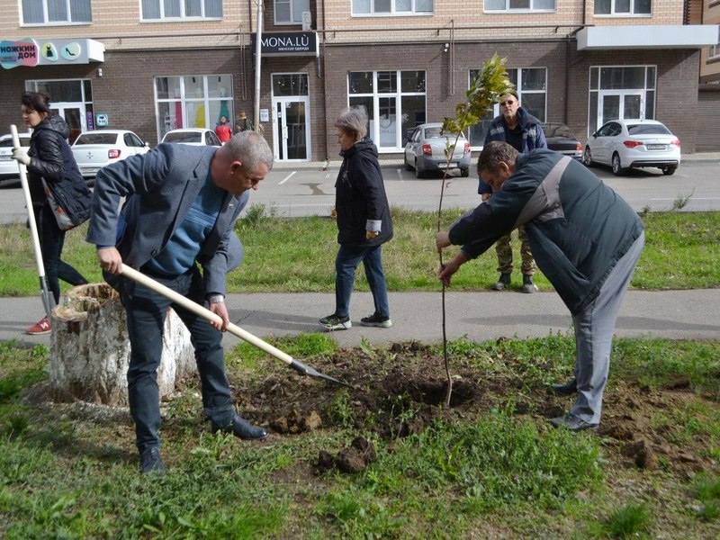 В Георгиевске высадили молодые клёны и липы.