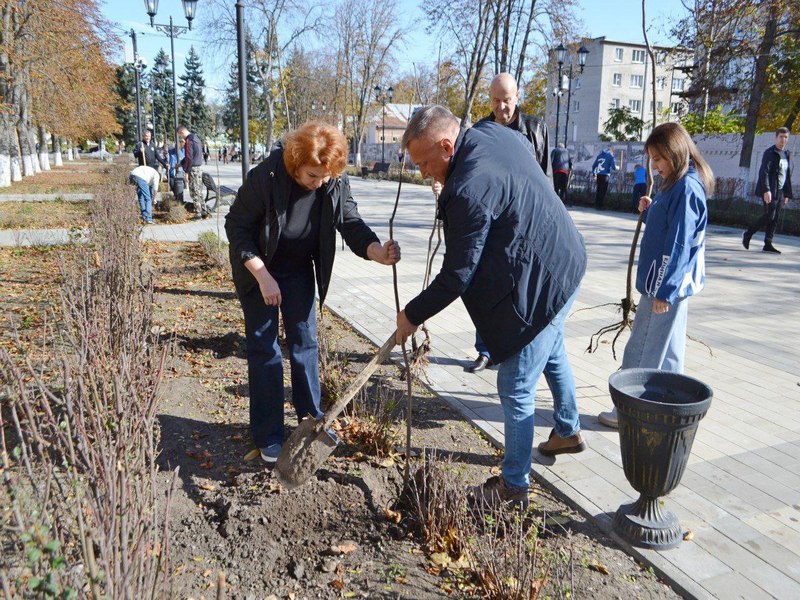 В Толстовском сквере высадили катальпы.