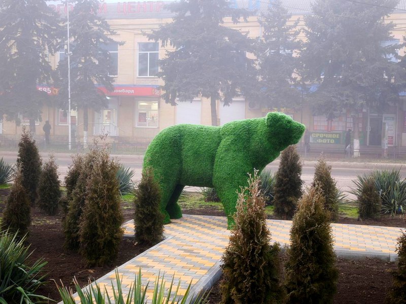 В Георгиевске появился медведь.