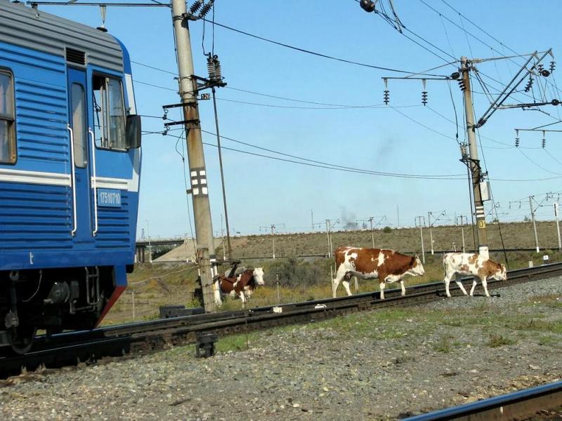 Перегоняй скот правильно.