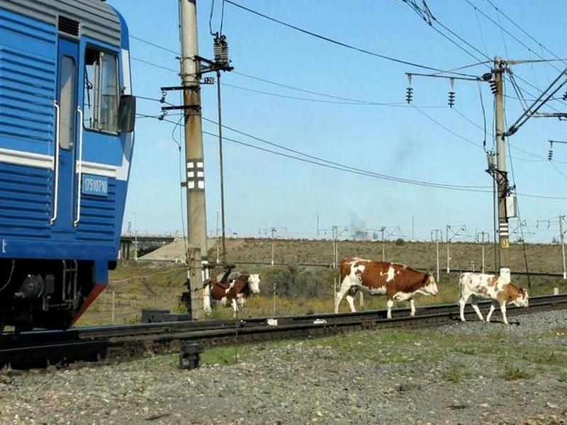 Перегоняй скот правильно.