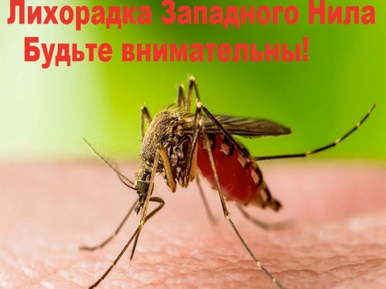 Памятка по лихорадке Западного Нила. Памятка по лихорадке Западного Нила.