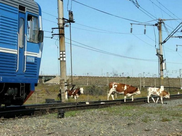 Перегоняй скот правильно. Перегоняй скот правильно.